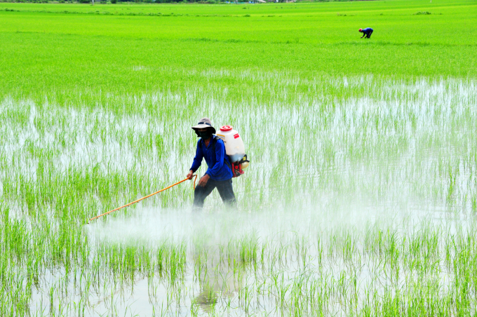 Using biological pesticides helps rice roots grow deeper, fewer collapse plants, fewer pests, easier care and helps reduce costs by 15-20%/crop compared to using chemical pesticides. Photo: Minh Dam.