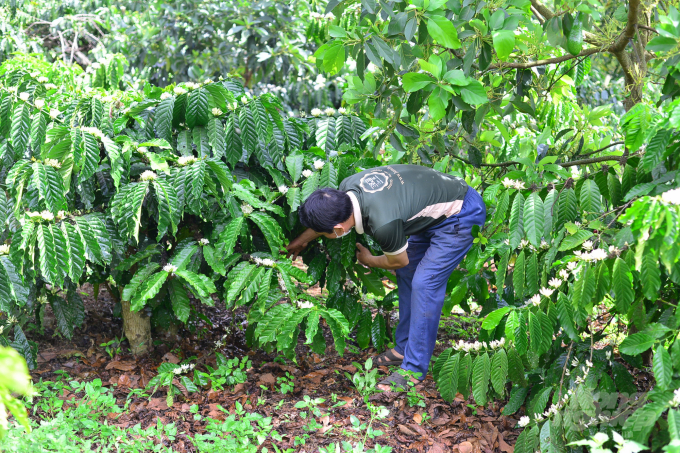 Để giảm chi phí, nhiều hộ dân trồng cà phê ở Lâm Đồng tự ủ phân bón hữu cơ để bón cho cây trồng. Ảnh: Minh Hậu.
