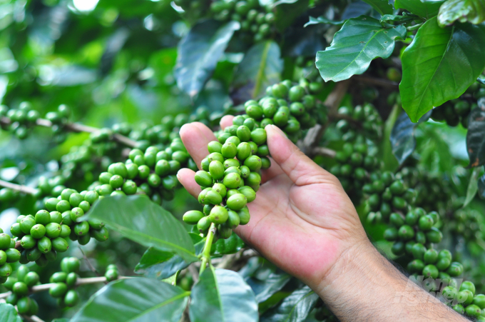 Cà phê được sản xuất theo hướng hữu cơ của gia đình anh Đỗ Duy Tùng có giá bán cao hơn cà phê thông thường. Ảnh: Minh Hậu.