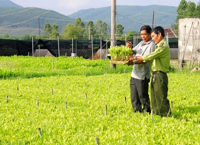 Binh Dinh authorities check acacia seedlings before the planting season. Photo: V.D.T.