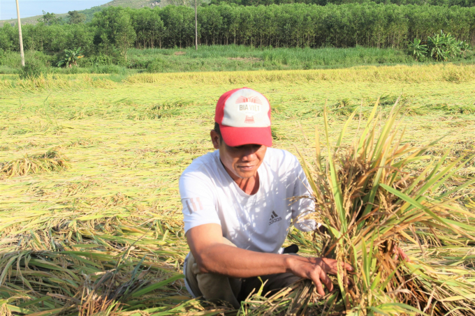 Hàng ngàn ha lúa vụ đông xuân của người dân Quảng Nam và Quảng Ngãi bị ngã đổ, hư hại. Ảnh: L.K.