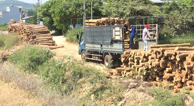 Large-sized acacia wood is purchased by furniture processing enterprises as raw materials. Photo: V.D.T.