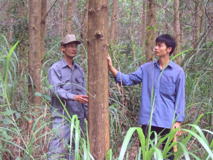 Cây keo được nuôi thành rừng gỗ lớn của Công ty TNHH Lâm nghiệp Hà Thanh. Ảnh: V.Đ.T.