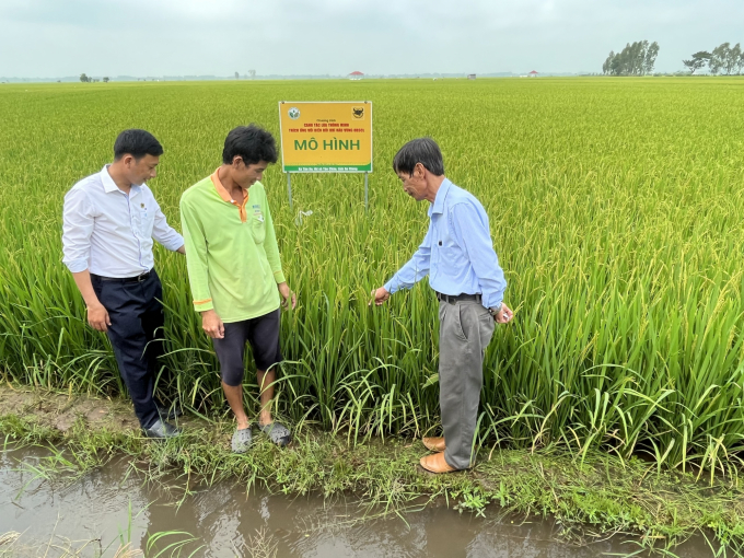 Smart rice farming model in Tan Chau, An Giang. Photo: Do Hung.