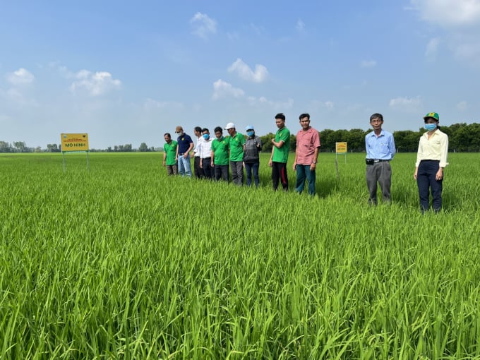 Many provinces, local units and businesses in the Mekong Delta have boldly applied advanced rice production procedures to reduce production costs. Photo: LHV.