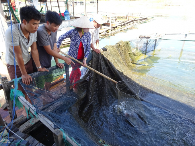 Indigenous specialty freshwater fish farming is thriving in Gia Lai. Photo: Tuan Anh.