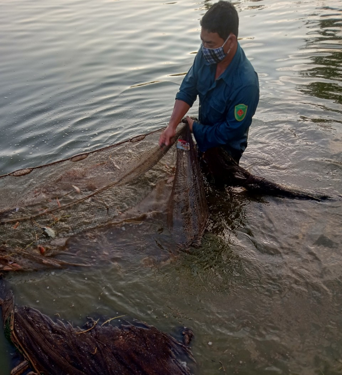 Duc Thang Cooperative is deploying one of the most effective aquaculture models. Photo: Tuan Anh.