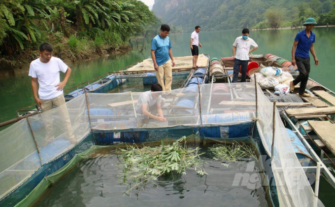 Mô hình nuôi cá lăng, cá chiên của gia đình anh Nông Quốc Oanh, xóm Chè Pẻn, thị trấn Pác Miầu, huyện Bảo Lâm, Cao Bằng. Ảnh: Công Hải.