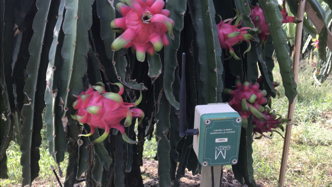 Bên cạnh sử dụng thuốc BVTV sinh học, nông dân thực hiện mô hình còn áp dụng hệ thống đo độ ẩm, chủ động tưới nước tự động. Ảnh: Minh Đãm.