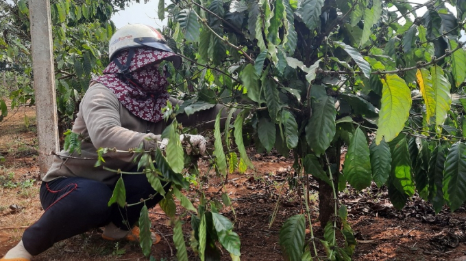 Many coffee farmers are gradually switching to using manure in replacement for inorganic fertilizers. Photo: Tuan Anh.