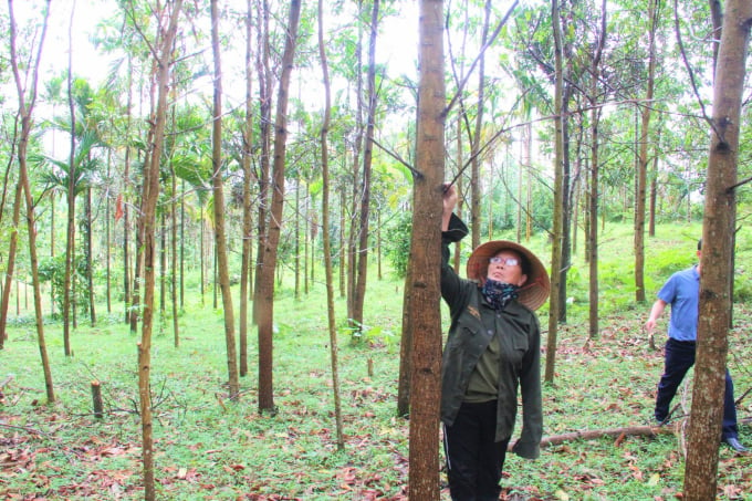 Cây keo là cây rừng trồng sản xuất chủ yếu ở Quảng Nam. Ảnh: L.K.