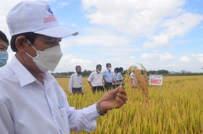 Tham quan mô hình sản xuất giống lúa BĐR57 tại xã Nhơn An (Thị xã An Nhơn, Bình Định). Ảnh: V.Đ.T.
