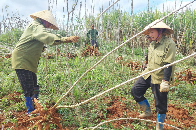 Despite being a 'billion-dollar' crop, many localities still 'abandon' cassava. Photo: Tuan Anh.