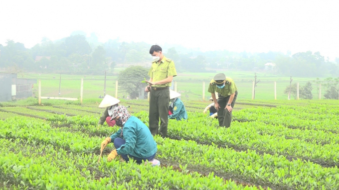 Giống cây lâm nghiệp được huyện Cẩm Khê thường xuyên siết chặt quản lý. Ảnh: Bình Trọng.