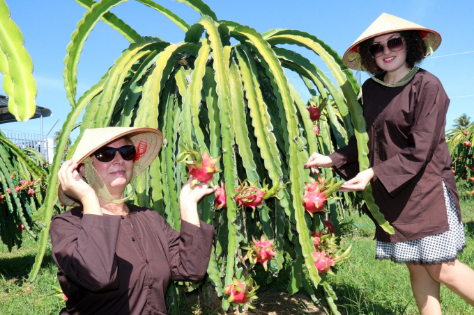 Foreign tourists visiting the dragon fruit garden in Binh Thuan.