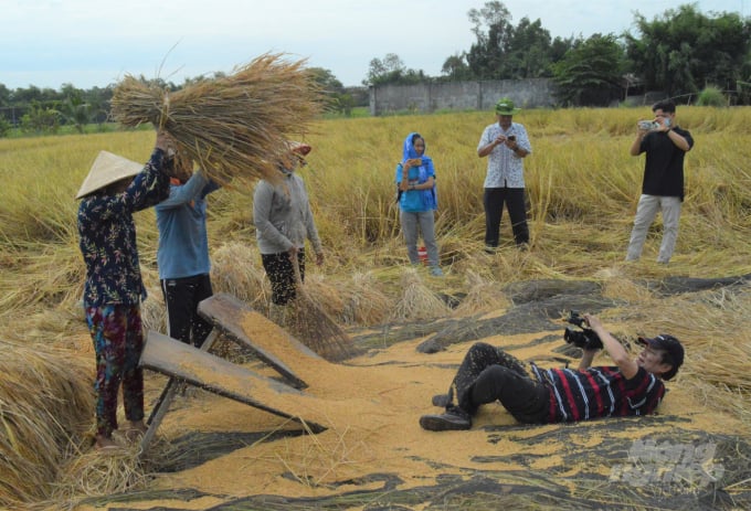 Đoàn làm phim Hành trình cây lúa Việt Nam về trang trại lúa mùa Tư Việt quay tư liệu khi nơi đây thu hoạch lúa. Ảnh: Trung Chánh.
