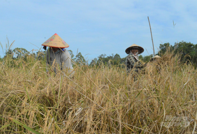 Trang trại lúa mùa Tư Việt sản xuất hoàn toàn hữu cơ và lao động thủ công truyền thống. Ảnh: Trung Chánh.