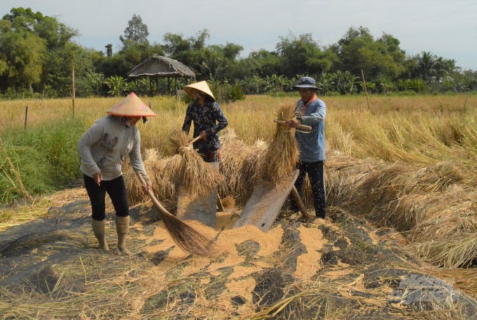 Nhiều người tìm đến trang trại lúa mùa Tư Việt tham gia vào các khâu sản xuất, trải nghiệm lại các hoạt động văn hóa lúa mùa xưa. Ảnh: Trọng Linh.