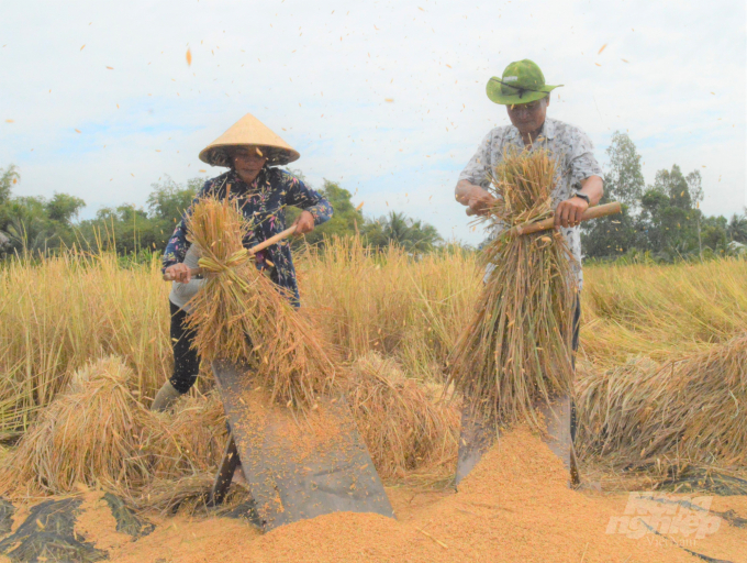 Anh Lê Quốc Việt (bên phải), thường được gọi là 'Tư Việt lúa mùa' cùng người dân tham gia đập lúa. Ảnh: Trọng Linh.