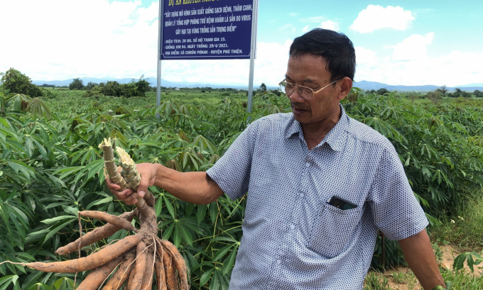 Cassava is no longer only a 'poverty alleviation' plant. Photo: Minh Quy.