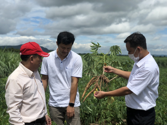 The cassava export value in 2021 reached nearly VND1.2 billion. Photo: Tuan Anh.