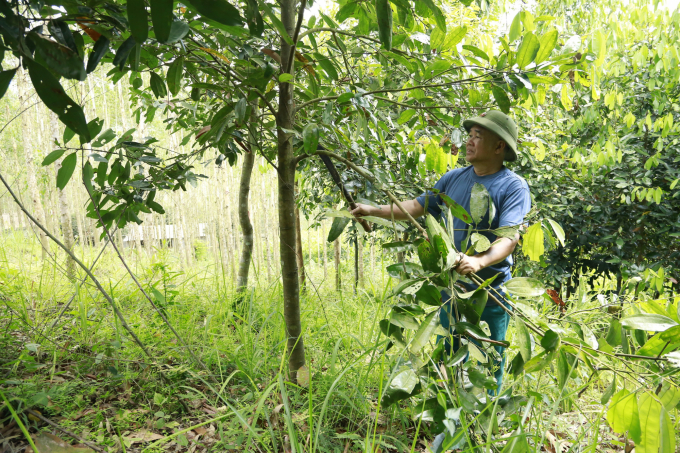 Trồng rừng đã giúp diện mạo đời sống của xã Hà Lâu bứt phá mạnh mẽ. Ảnh: Thành Nguyễn.