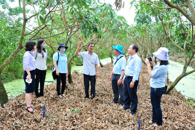 Leaders of the Plant Protection Department and the Cultivation and Plant Protection Sub-Department of Can Tho City came to visit the safe longan growing model of Nhan Nhon Nghia Cooperative. Photo: Le Hoang Vu.