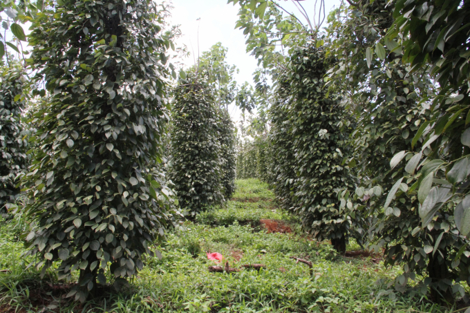 Revitalizing pepper gardens in the Central Highlands through organic solutions. Photo: Minh Quy.