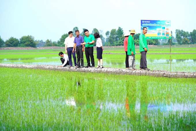 The model of 'Dream rice paddies' of 100 hectares according to the GlobalGAP process is deployed at My Thanh Nam Cooperative, Cai Lay District, Tien Giang Province. Photo: Minh Dam.