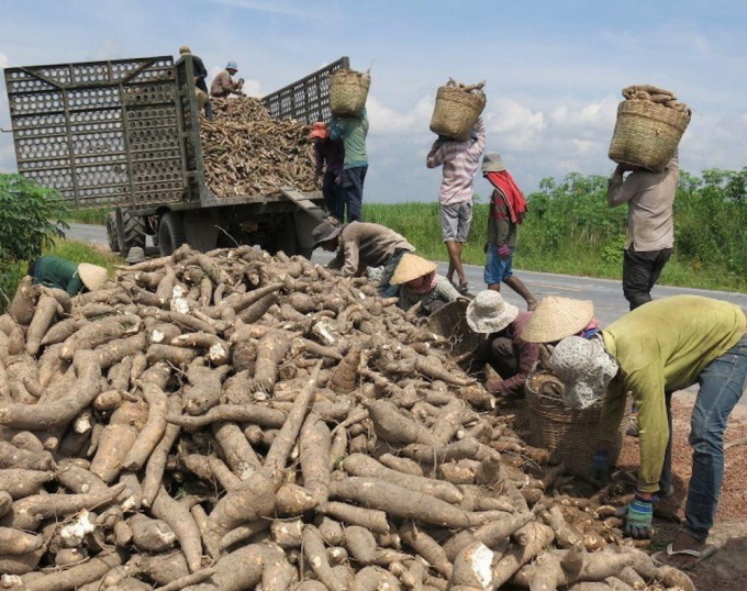 Sắn là một trong những loại nông sản có giá trị xuất khẩu hơn 1 tỷ USD của Việt Nam. Ảnh: Tư liệu.