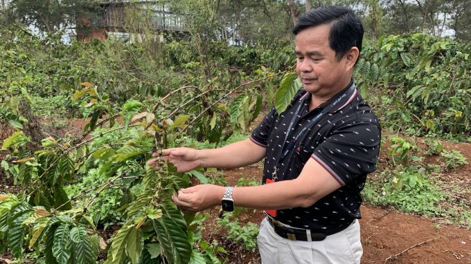 Mr. Pham Phu Ngoc, Nescafe Plan Program Director in the Central Highlands. Photo: Hoang Anh.