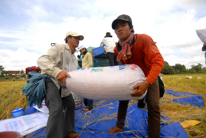 Tan Long Group sets a target that by 2030, the total scale of domestic consumption and rice export will reach over 350,000 tonnes per year. Photo: Le Hoang Vu.