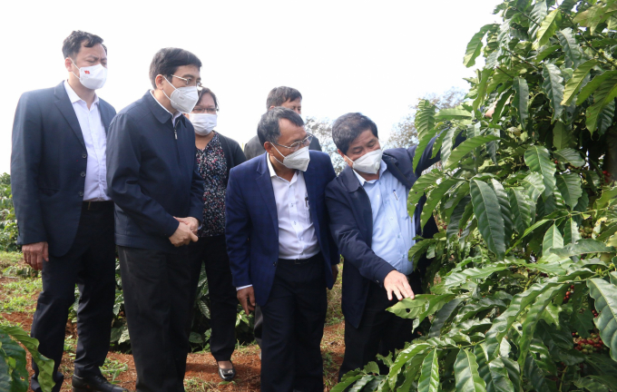 Thứ trưởng Lê Quốc Doanh thăm mô hình cà phê bền vững ở Tây Nguyên. Ảnh: Minh Quý. 