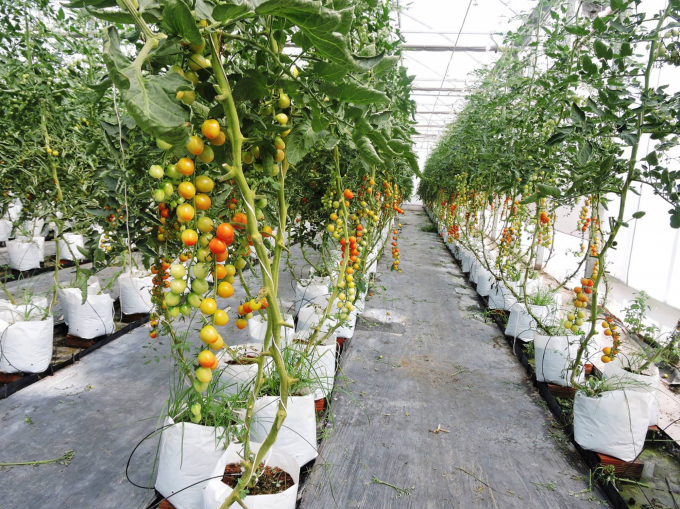 Vườn trồng cà chua bi tại Khu Nông nghiệp công nghệ cao TP.HCM. Ảnh: TL.