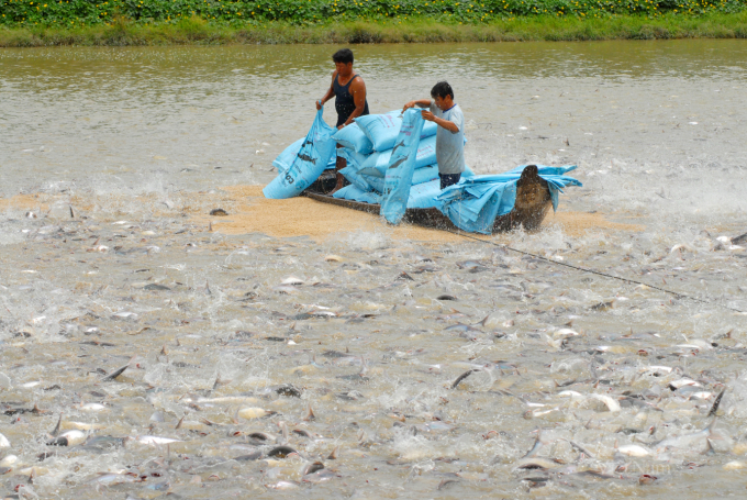 Pangasius farmers in Can Tho city. Photo: Huu Duc.