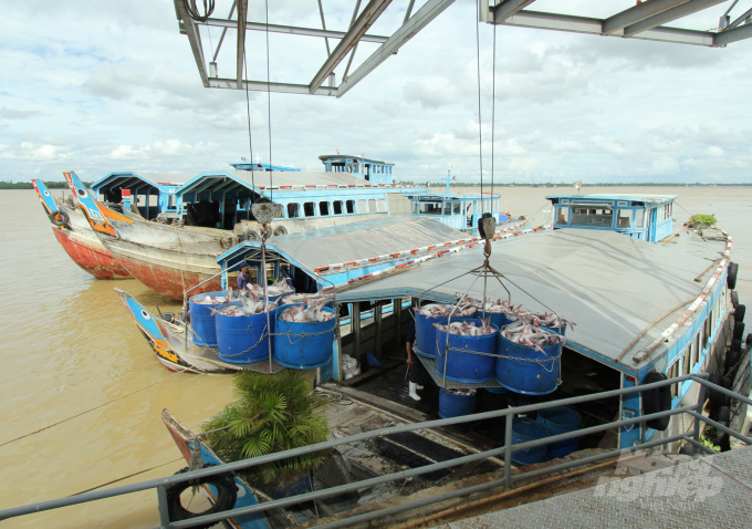 Harvest commercial pangasius and transport it to the export processing factory at Bien Dong Seafood Company. Photo: Huu Duc.