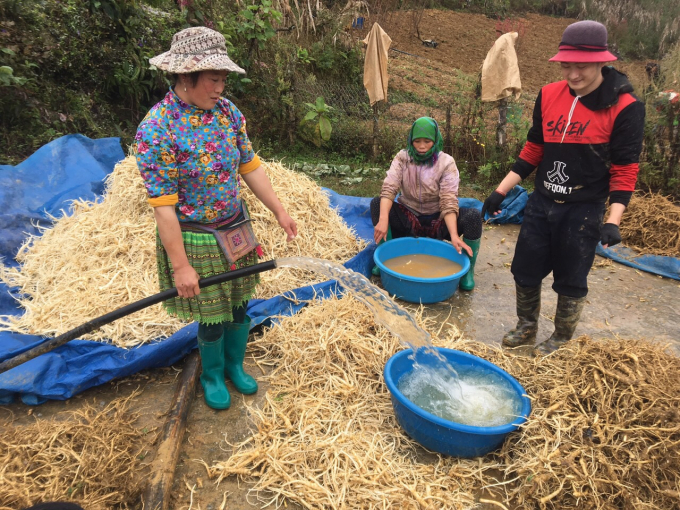 Bà con Tả Văn Chư (Bắc Hà) rửa sạch sản phẩm củ dược liệu Cát Cánh trước khi cung ứng cho Trung tâm Dịch vụ nông nghiệp huyện. Ảnh: Khuất Linh.