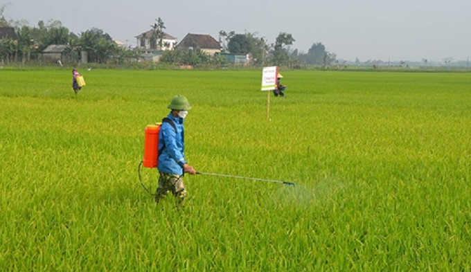Tỉnh Hà Tĩnh khuyến cáo nông dân phun phòng bệnh đạo ôn cổ bông trên diện tích lúa trỗ trước 20/4. Ảnh: TN.