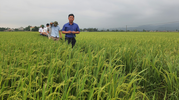 Mô hình lúa hữu cơ cho năng suất cao tại đồng ruộng Hàm Ninh. Ảnh: Thanh Nga.