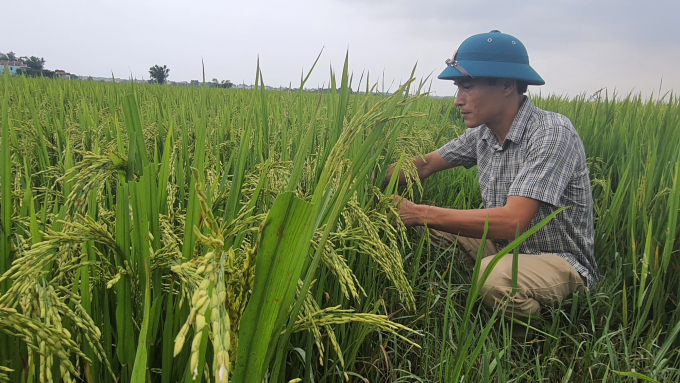 Cánh đồng lúa sản xuất hữu cơ là điểm nhấn để cải tạo đồng ruộng cho cây trồng đạt năng suất cao. Ảnh: Thanh Nga.