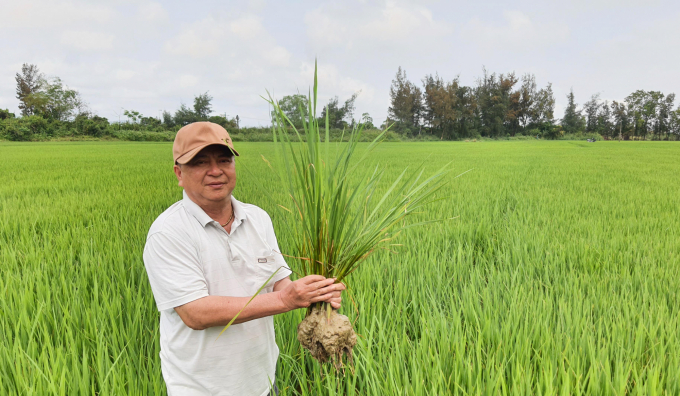 Ông Nguyễn Văn Giới: 'Qua hai vụ sản xuất theo hướng hữu cơ, cây lúa phát triển tốt, tiết kiệm chi phí trên cánh đồng...'. Ảnh: Thanh Nga.