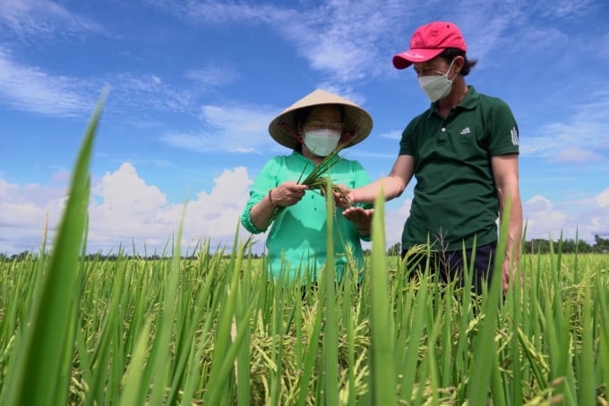 The MS 2019 rice variety is effectively cultivated by Ca following a bio-organic process with the '1 must 5 reductions' techniques trained by the VnSAT Project. Photo: Minh Dam.