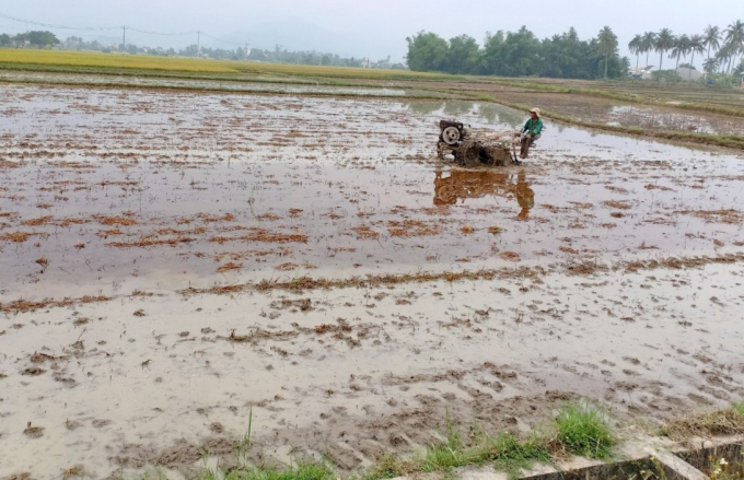 Để vụ hè thu diễn ra thuận lợi, nông dân Bình Thuận cần tập trung vệ sinh đồng ruộng, cày bừa và sử dụng giống lúa ngắn ngày. Ảnh: KS.