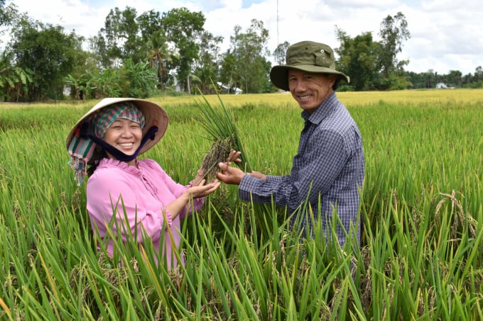 Pham Thanh Ca (right) accompanies engineer Vo Thi Ngoc (Director of MS2019 Vietnam Food Co., Ltd.) to select and breed the purple MS 2019 rice variety. Photo: Huu Duc.