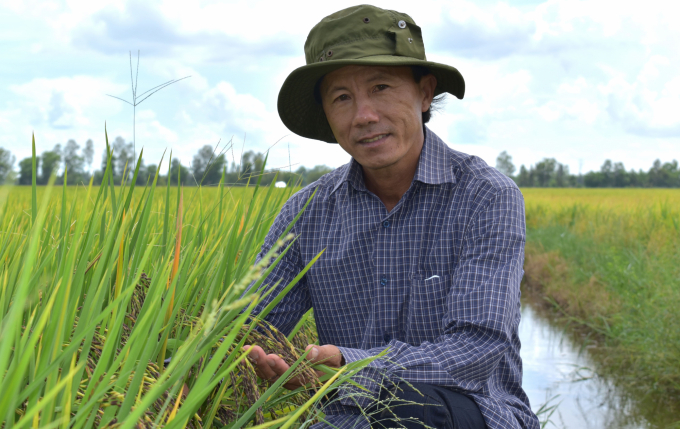 Pham Thanh Ca is a pioneer in planting the purple rice variety in Soc Trang province. Photo: Minh Dam.