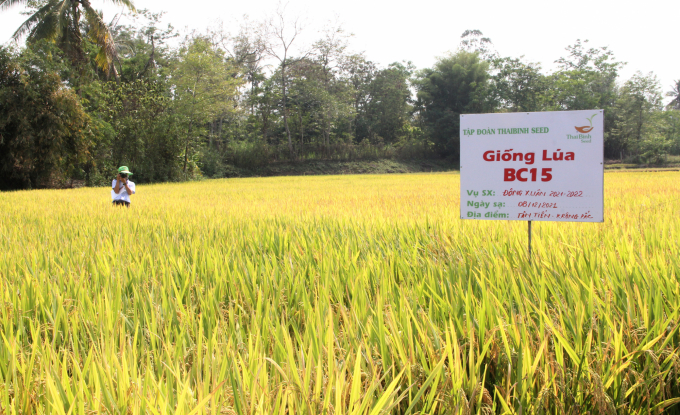 Giống lúa BC 15 được thử trồng thử nghiệm trên địa bàn tỉnh Đắk Lắk từ năm 2017. Ảnh: Quang Yên.