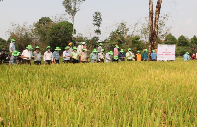 Những nông dân tham gia mô hình trình diễn đều khen các giống lúa của ThaiBinh Seed đạt năng suất cao. Ảnh: Quang Yên.