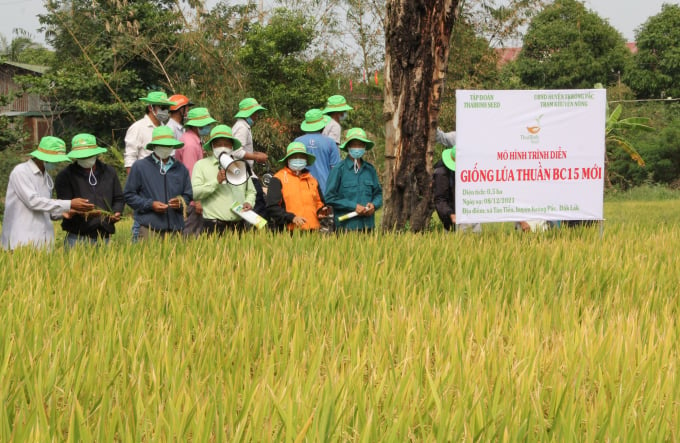 Công ty TNHH ThaiBinh Seed - Miền Trung - Tây Nguyên tổ chức mô hình trình diễn giống lúa BC15 tại huyện Krông Pắk (Đắk Lắk). Ảnh: Quang Yên.