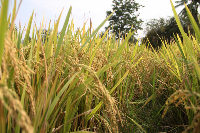 Trên chân đất pha cát kém màu mỡ, giống lúa BC15 vẫn đạt năng suất hơn 9 tấn/ha tại huyện Krông Pắk. Ảnh: Quang Yên.