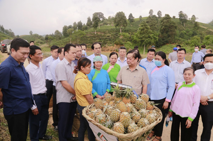 Minister Le Minh Hoan talks to pineapple farmers in Muong Khuong district. Photo: M.D.
